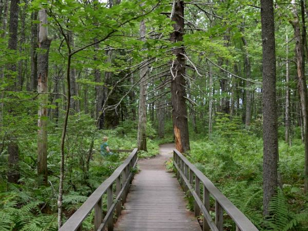 A wooden walkway through a lush, green forest with tall trees and ferns, leading to a path with a person in the background.