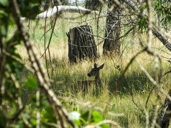 A deer is camouflaged among the grass and trees, peering through the undergrowth in a forested area.
