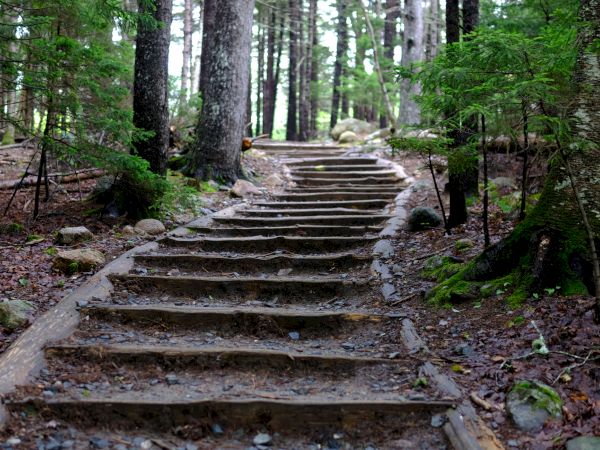 A set of wooden steps leads uphill through a lush, green forest with tall trees, creating a natural pathway.