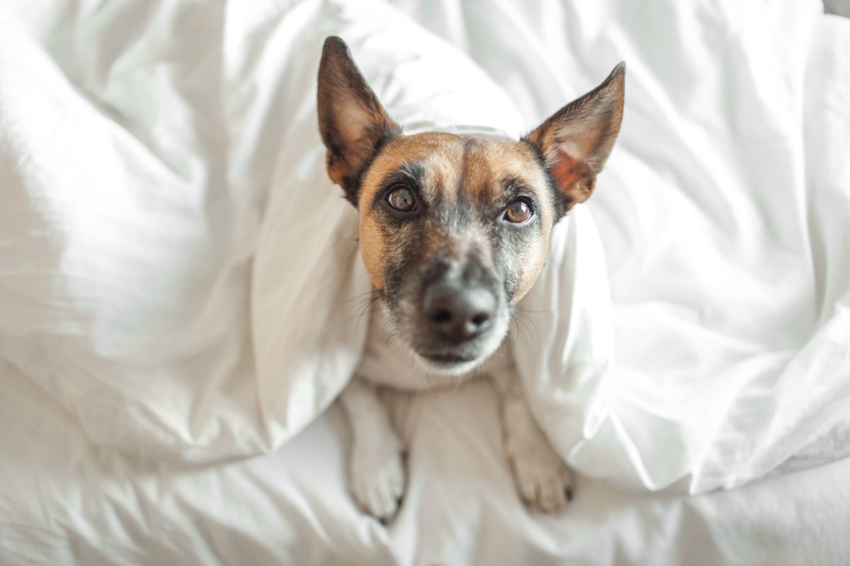 A small dog with brown and white fur is peeking from under a white blanket, looking up with ears perked.