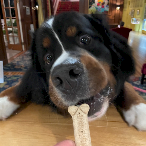 A dog eagerly reaches over a counter for a bone-shaped treat, indoors, with a person nearby holding paper.